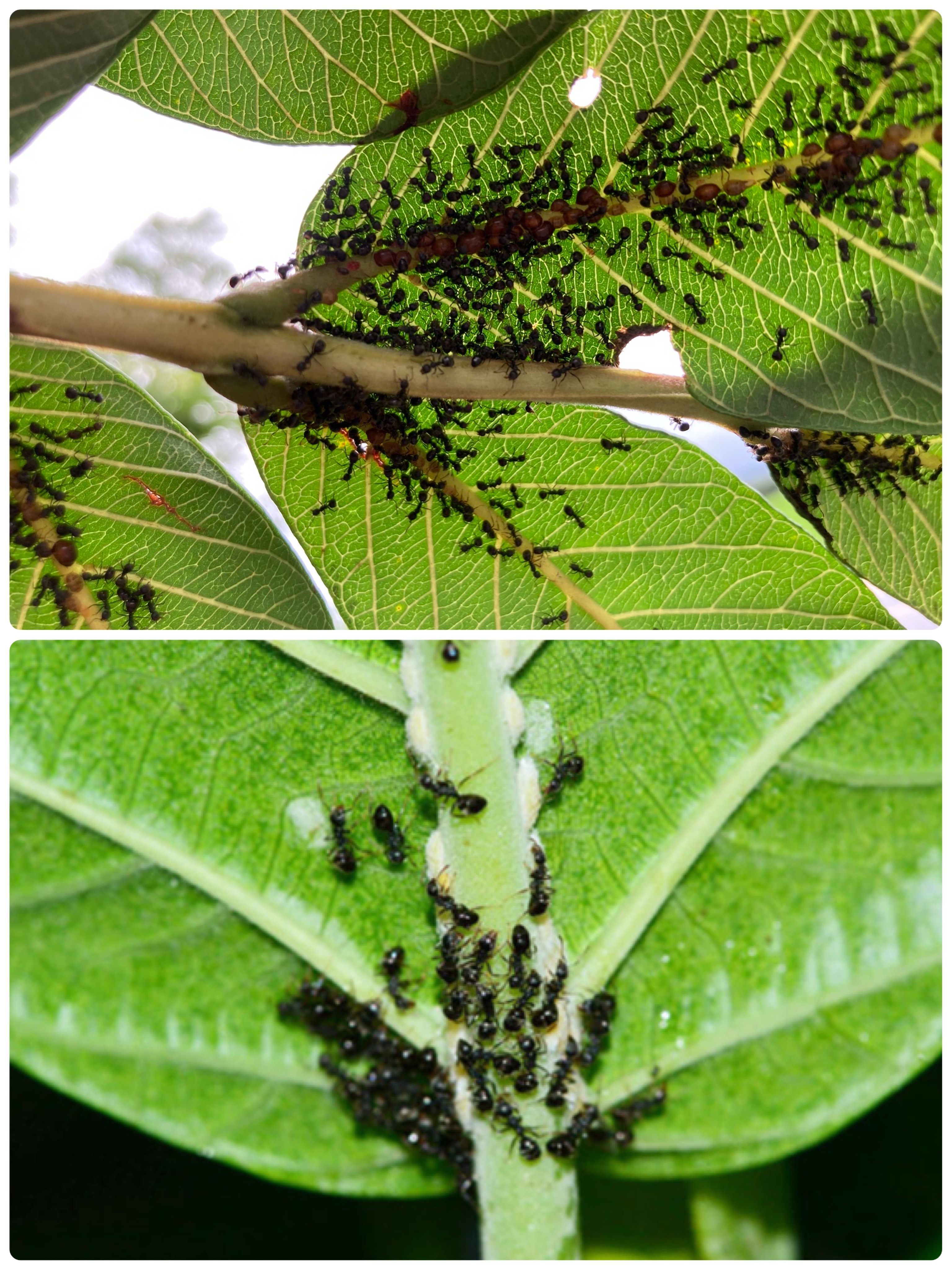 防治農作物上會與琉璃蟻共生的蚜蟲或介殼蟲，減少蜜露等食物來源，避免吸引琉璃蟻聚集