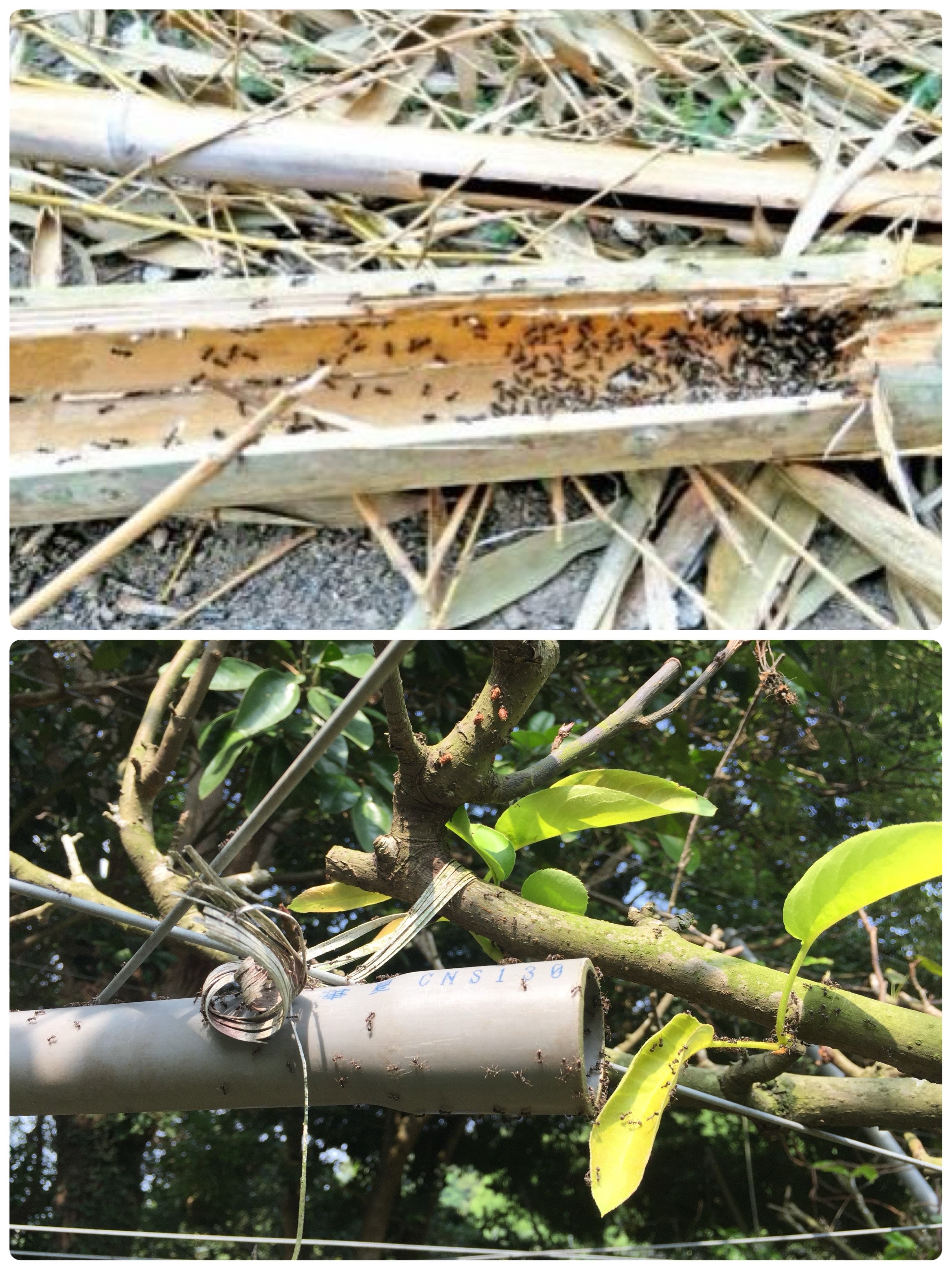 加強田間衛生管理，清除殘枝落葉及竹竿水管等廢棄物，減少琉璃蟻藏匿築巢空間