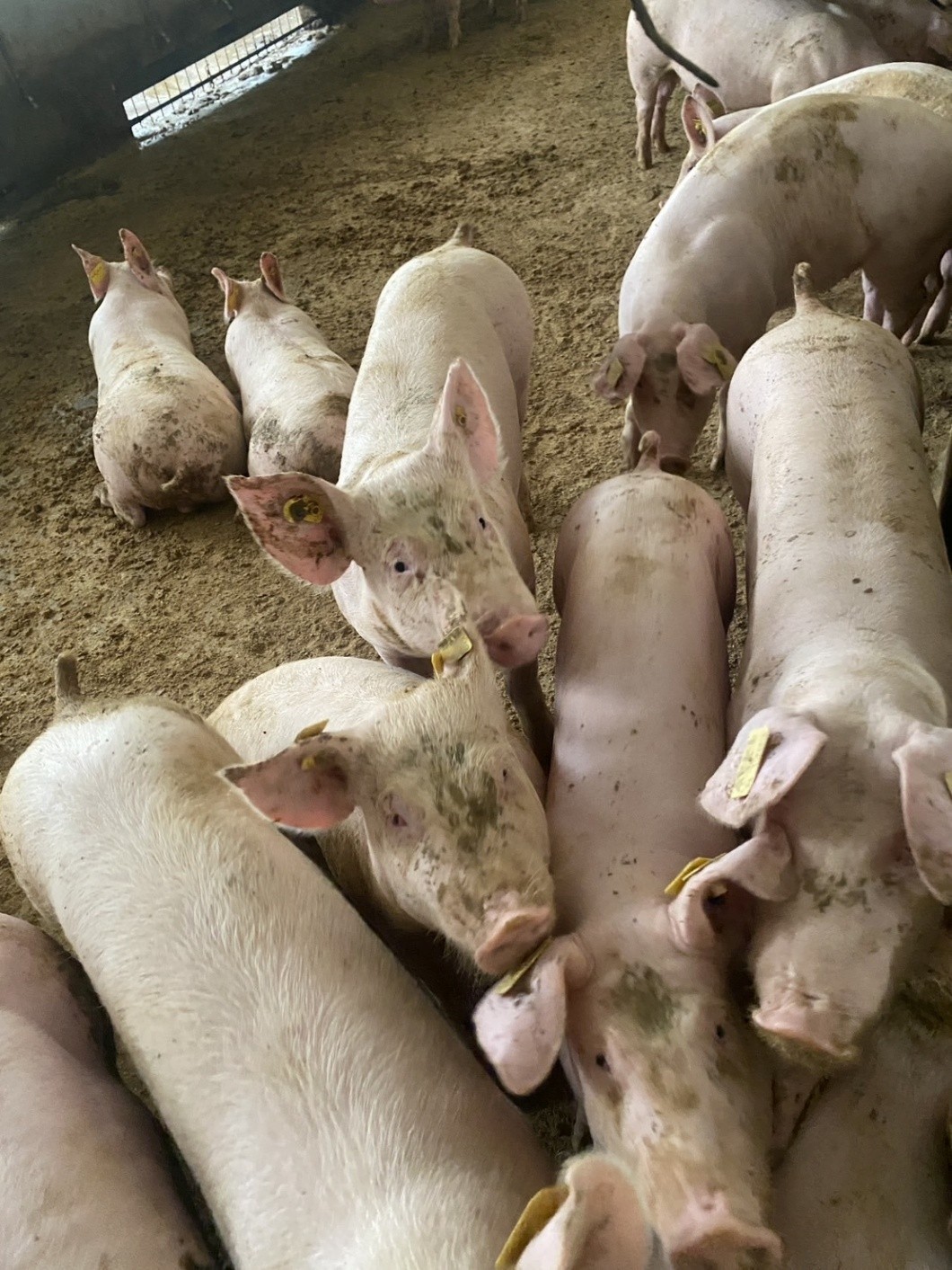 圖一、隔離檢疫中之種豬群