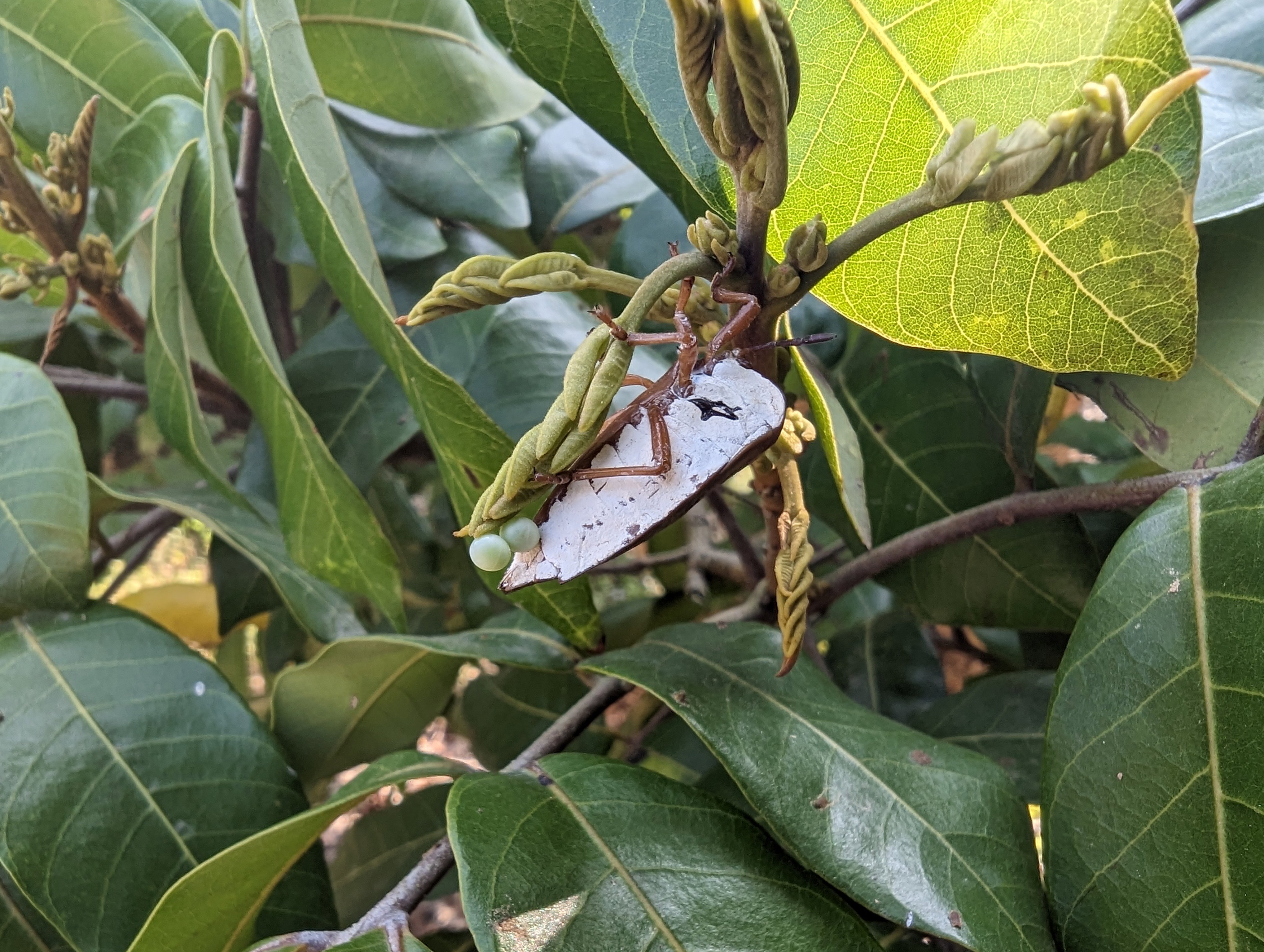 荔枝椿象越冬成蟲產卵於幼葉